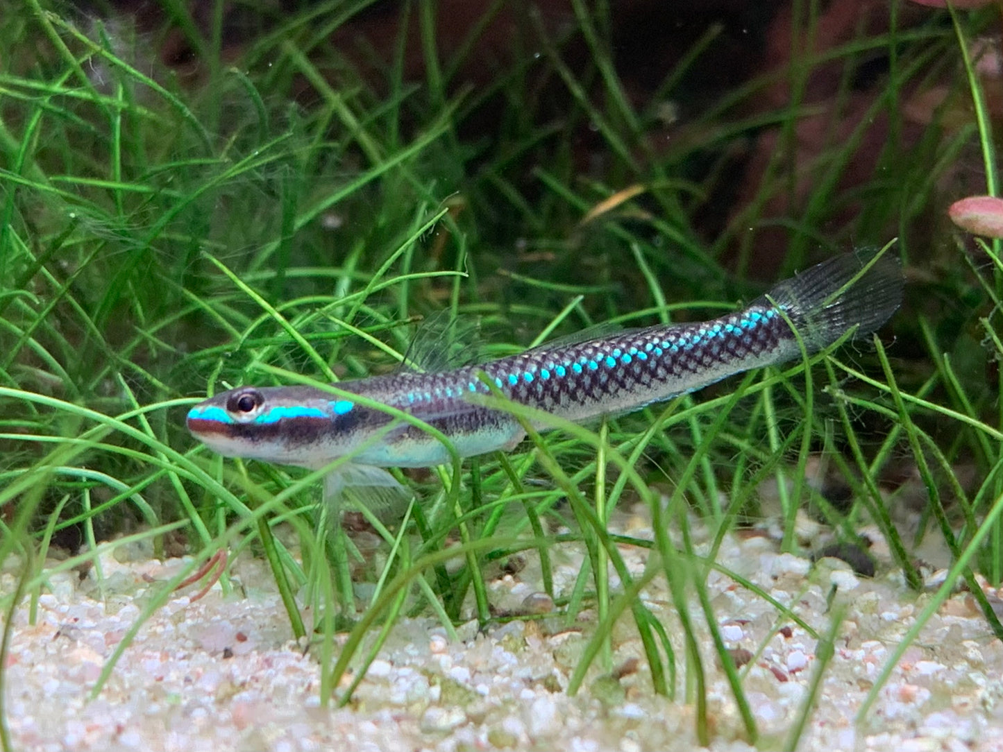 Cobalt Blue Goby