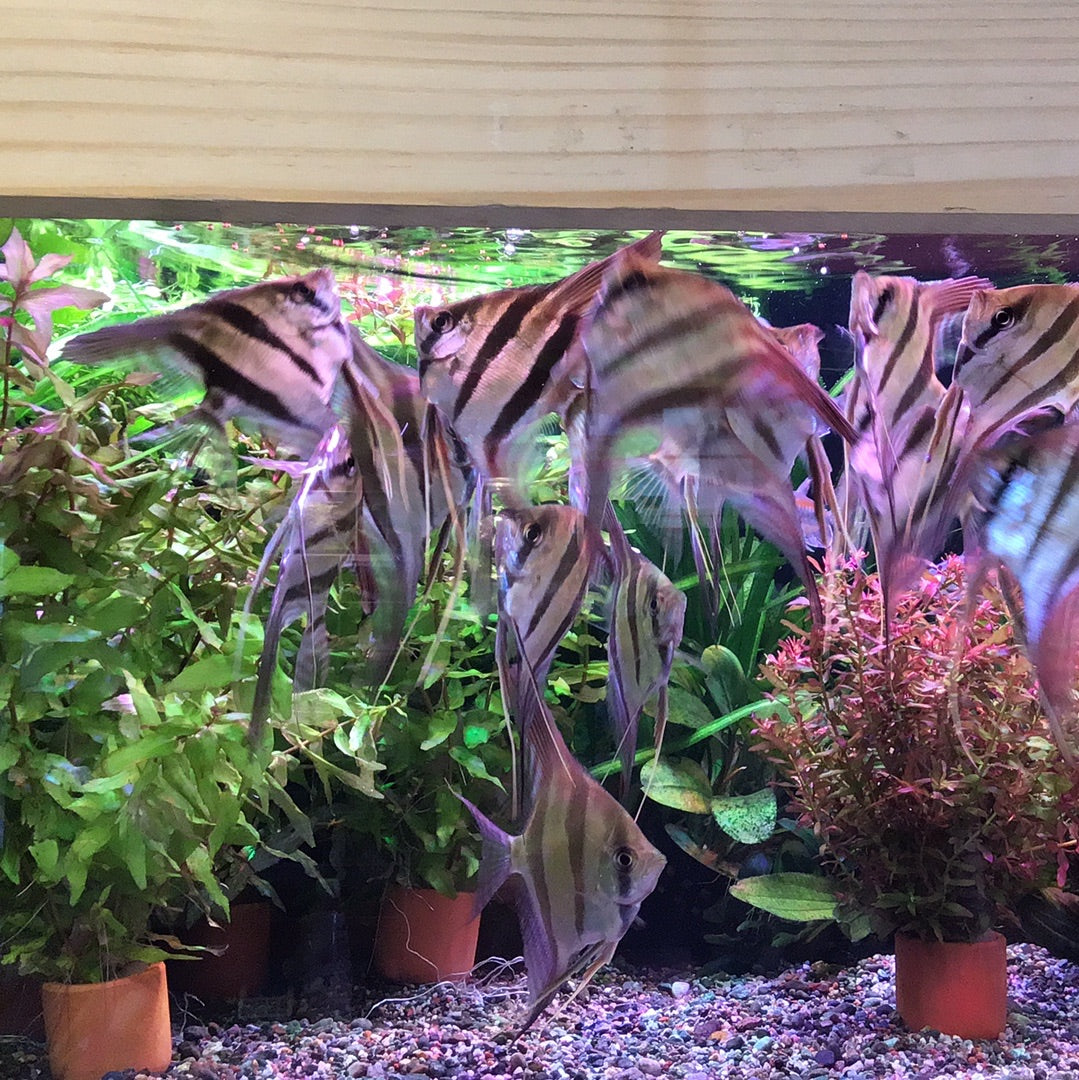 Rio Atabapo Altum Angelfish