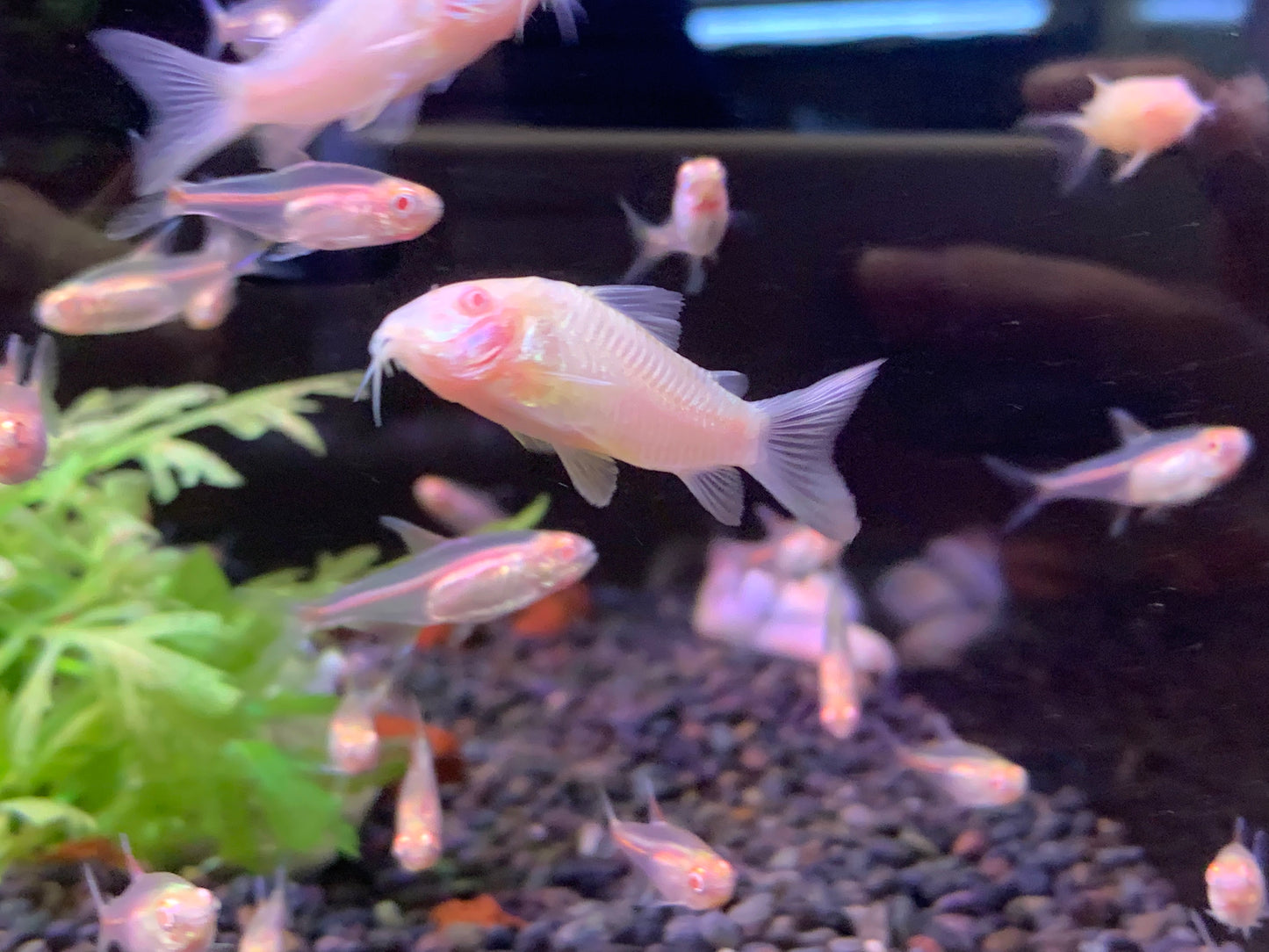 Albino Cory