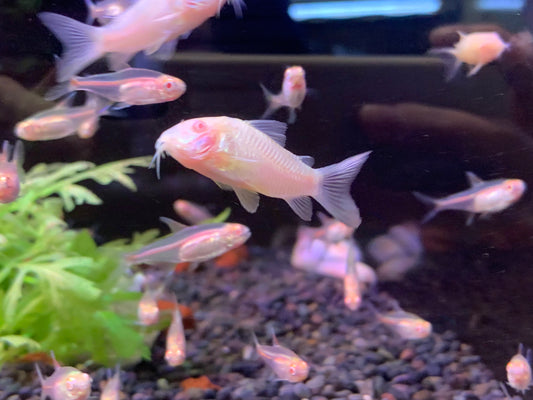 Albino Cory
