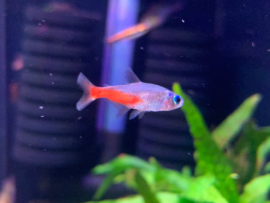 Brilliant Neon Tetra