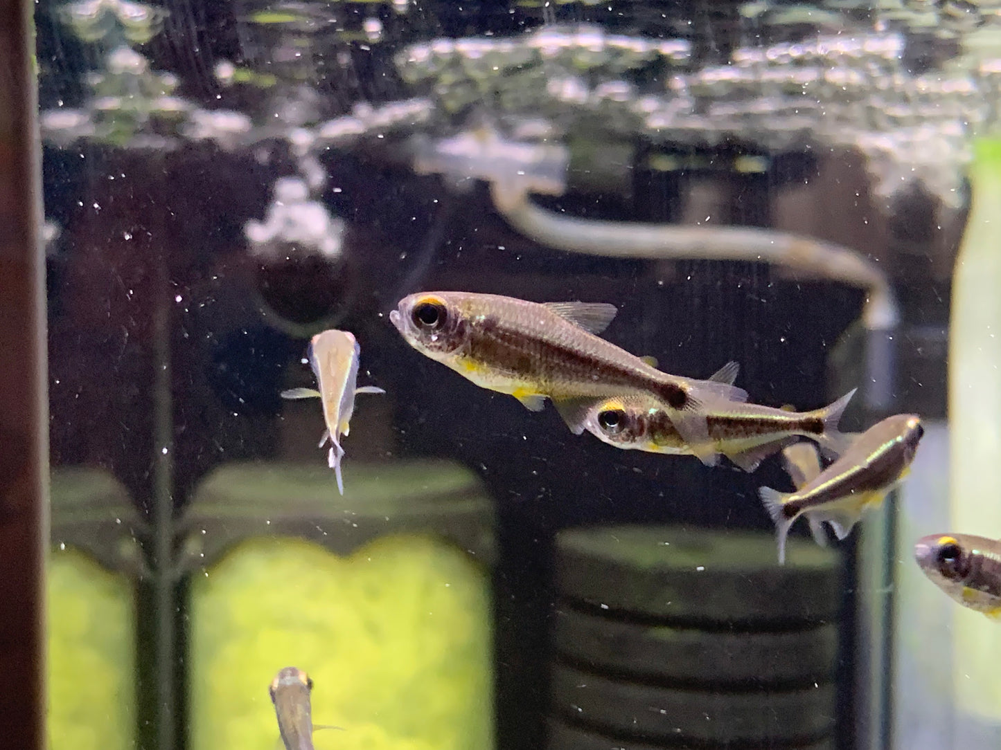 Moenkhausia Heikoi XL