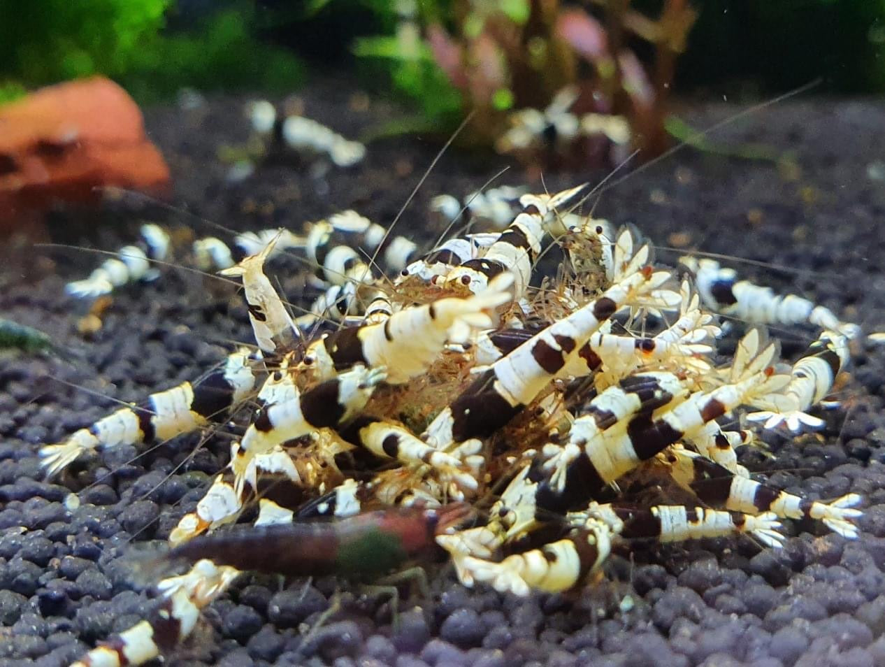 Crystal Black Shrimp