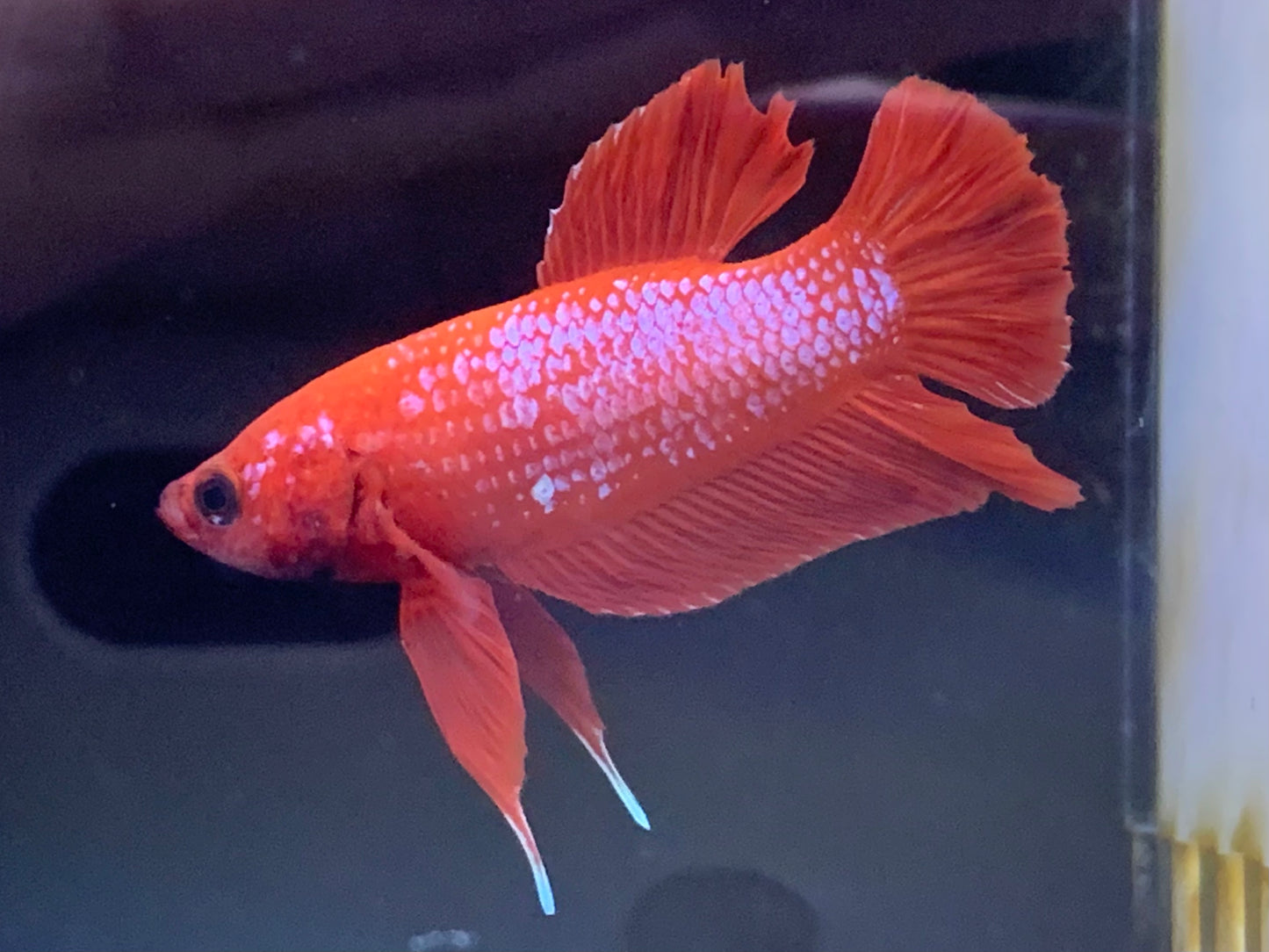 Junior Plakat Betta