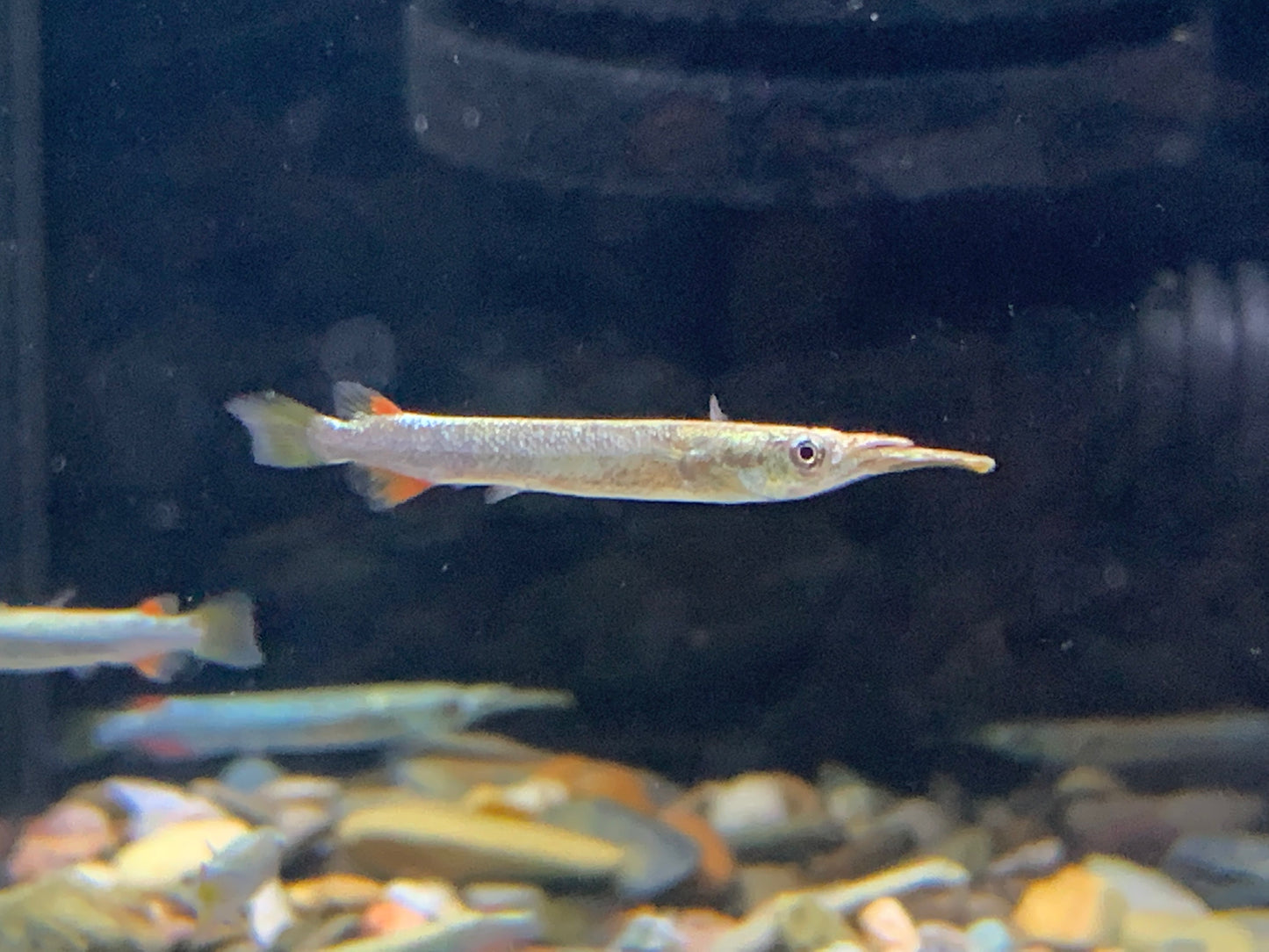 Halfbeak