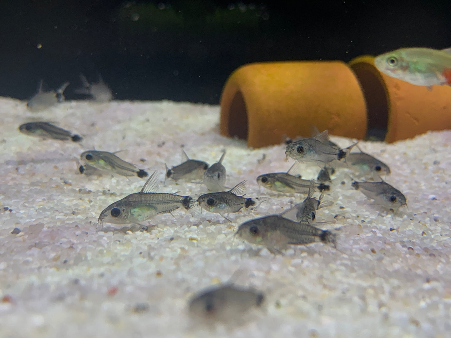 Corydoras Hastatus