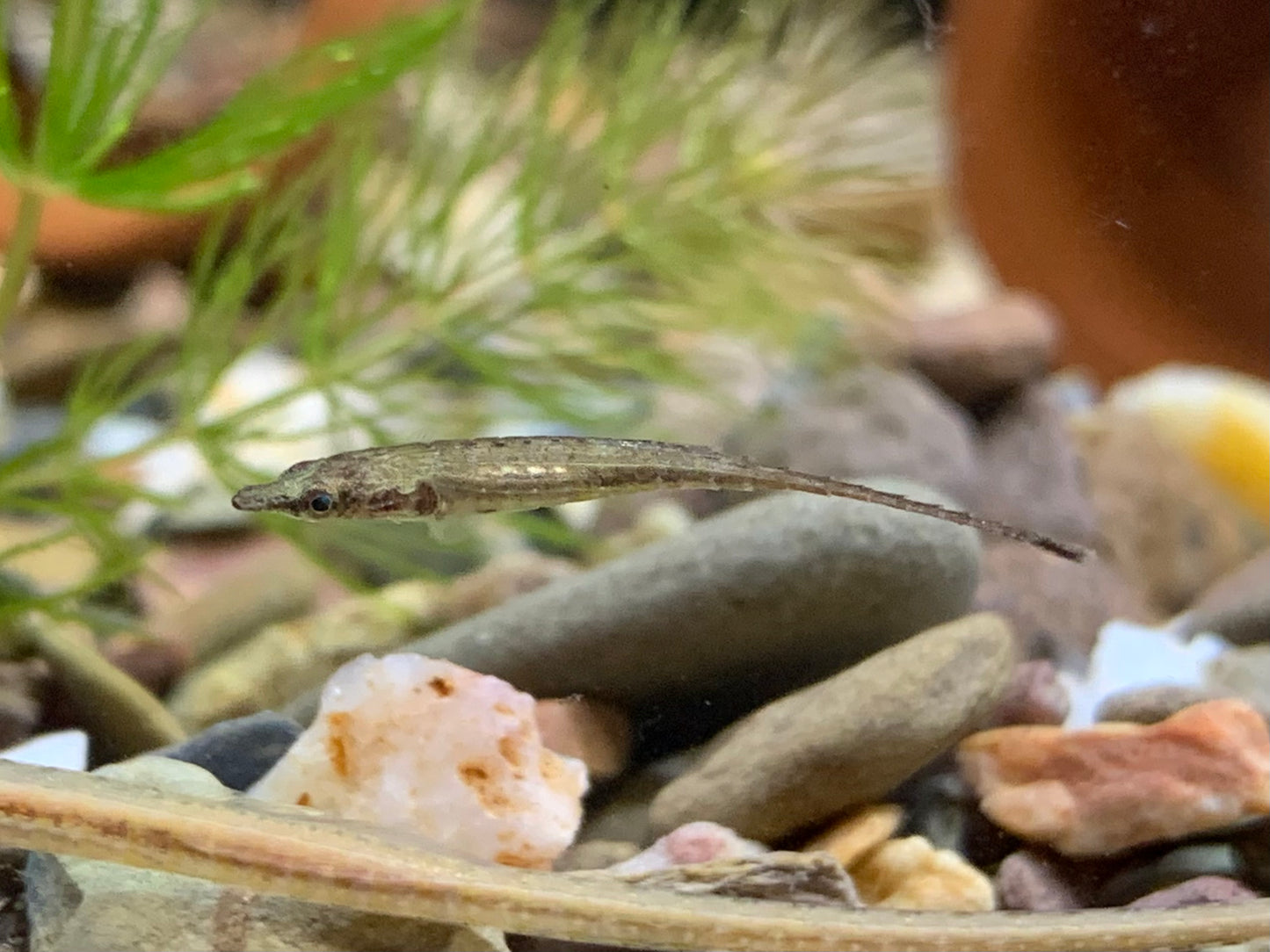 Indostomus Paradoxus