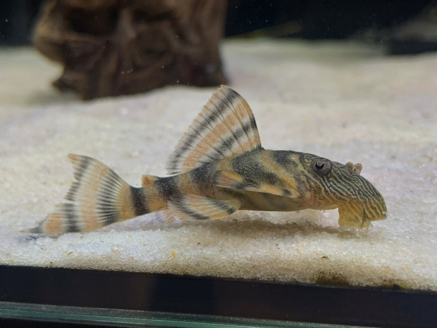 L397 Tiger Pleco