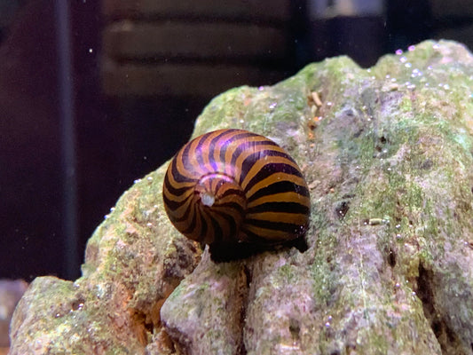 Zebra Snail