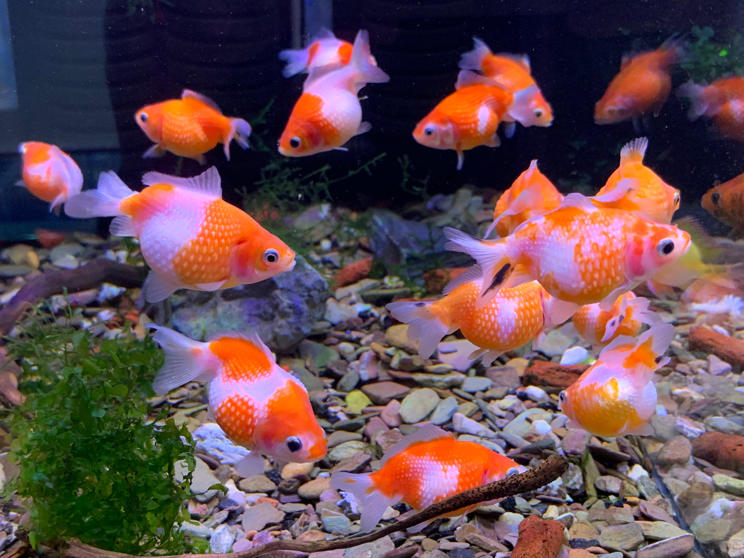 Pearl Scale Goldfish