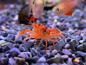 Dwarf Mexican Crayfish