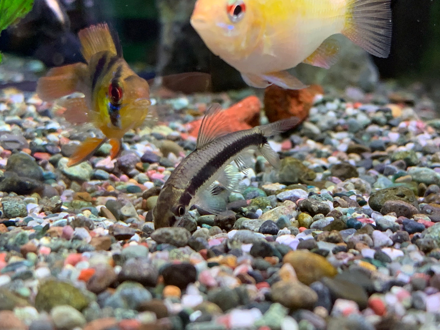 Siamese Algae Eater (SAE)