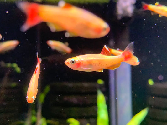 Golden Mountain Minnow