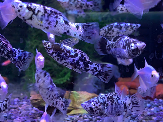 Dalmatian Molly