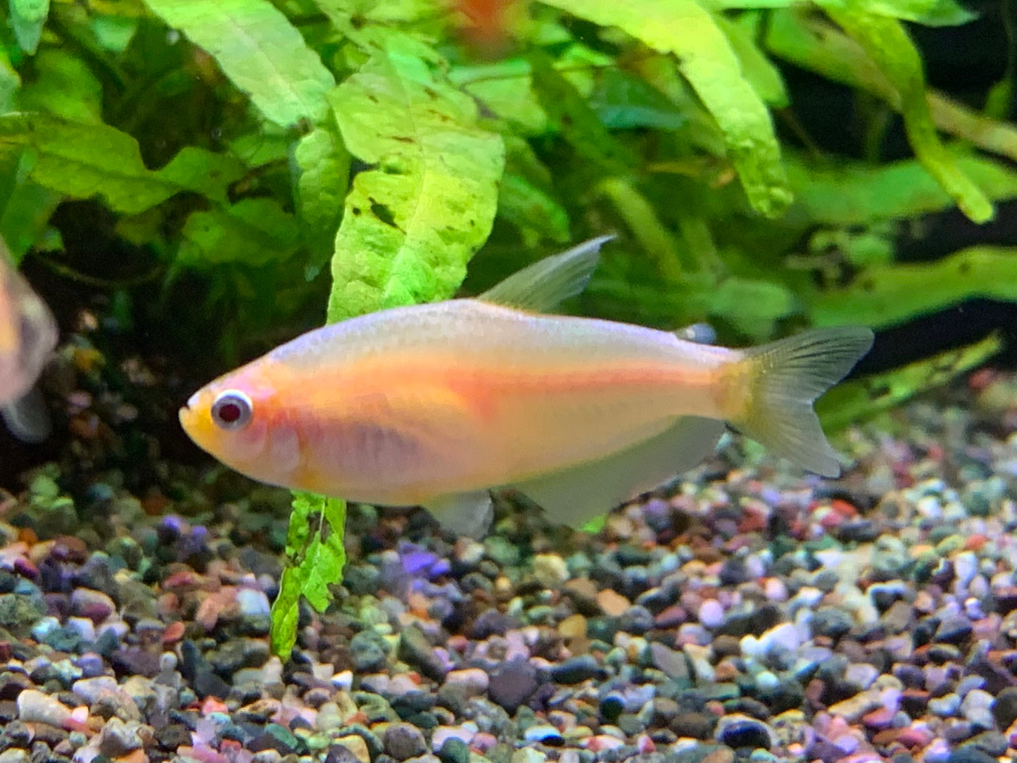 Golden Emperor Tetra