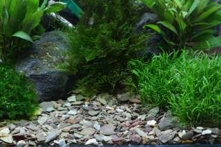 DENNERLE PLANTAHUNTER NATURAL GRAVEL RIO XING 5KG