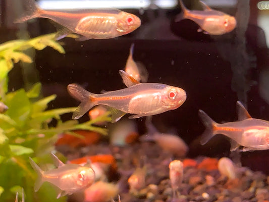 Albino Glowlight Tetra