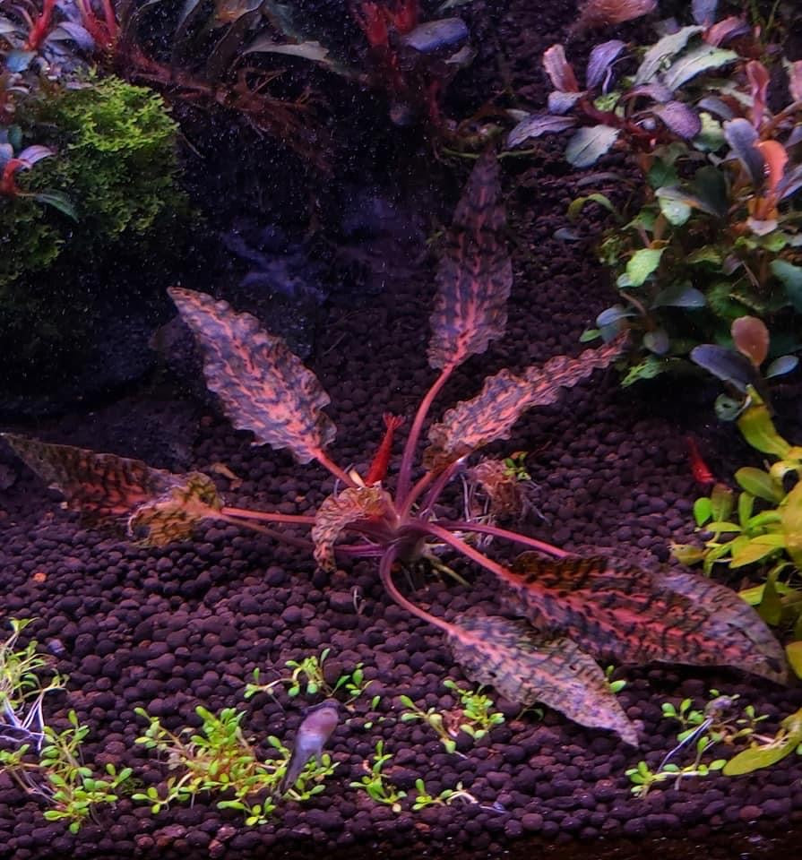 Cryptocoryne Nurii Rosen Maiden
