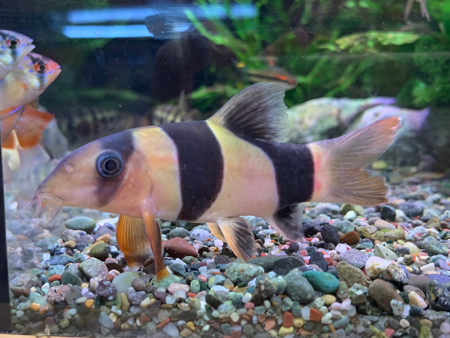 Clown Loach