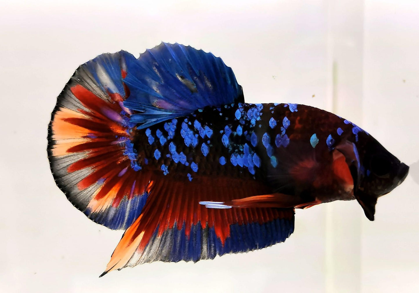 Black Avatar Betta