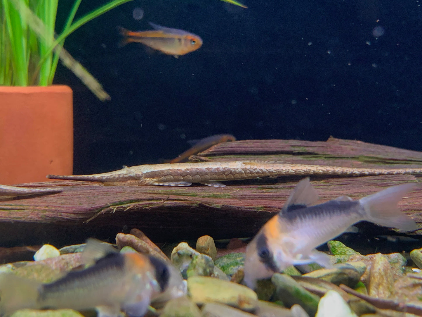 Longnose Twig Catfish