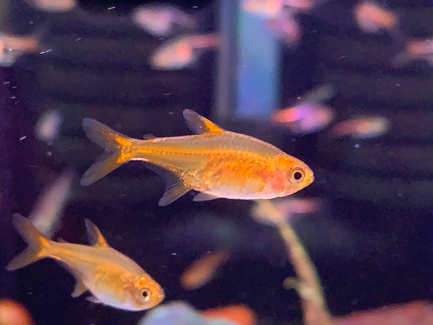 Amber Tetra