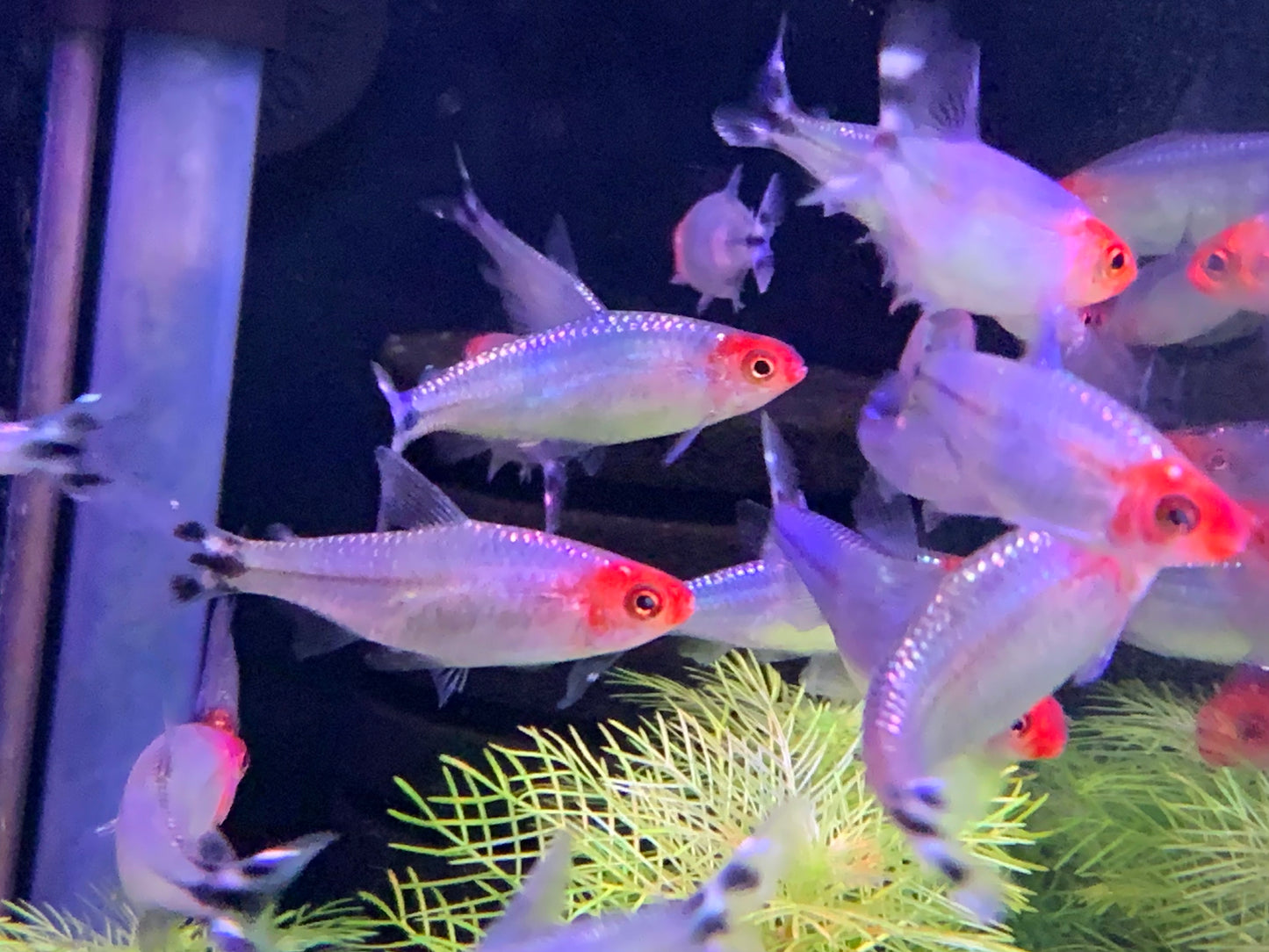 Platinum Rummynose XL