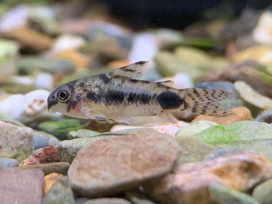 Corydoras Harbosus