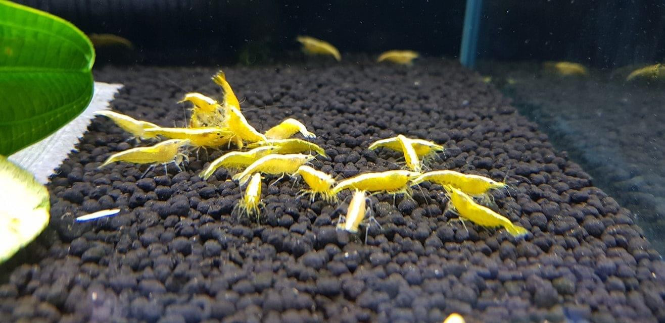 Golden Back Shrimp