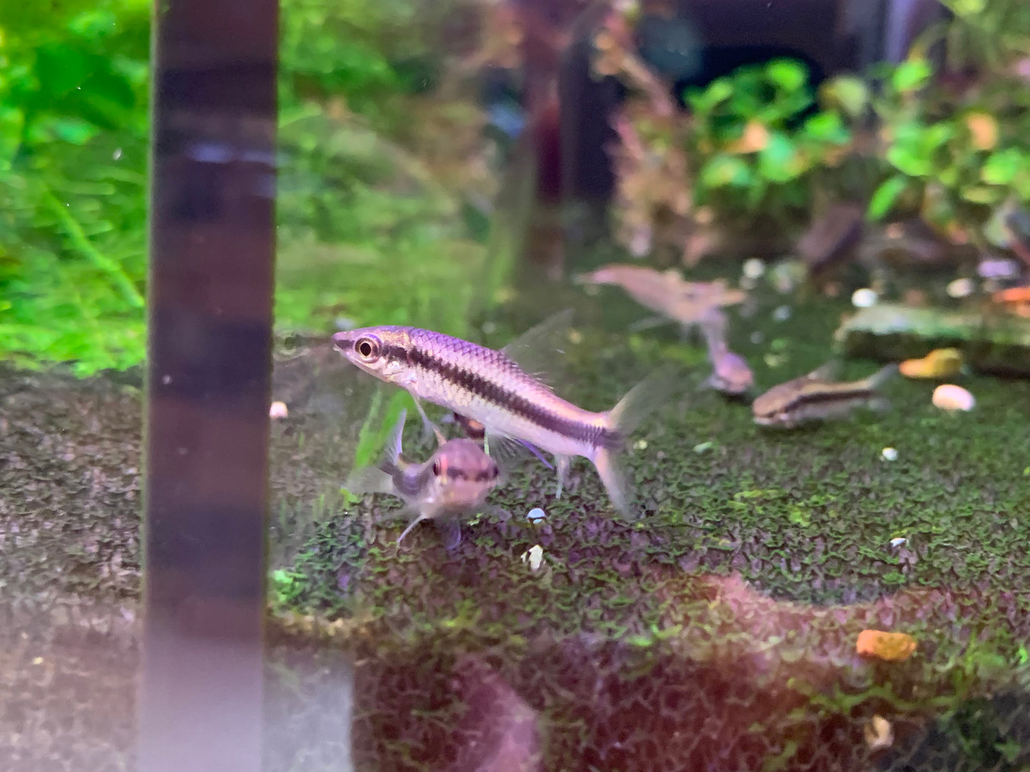 Siamese Algae Eater (SAE)