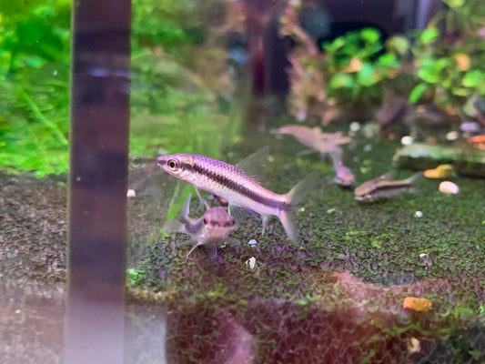 Siamese Algae Eater (SAE)