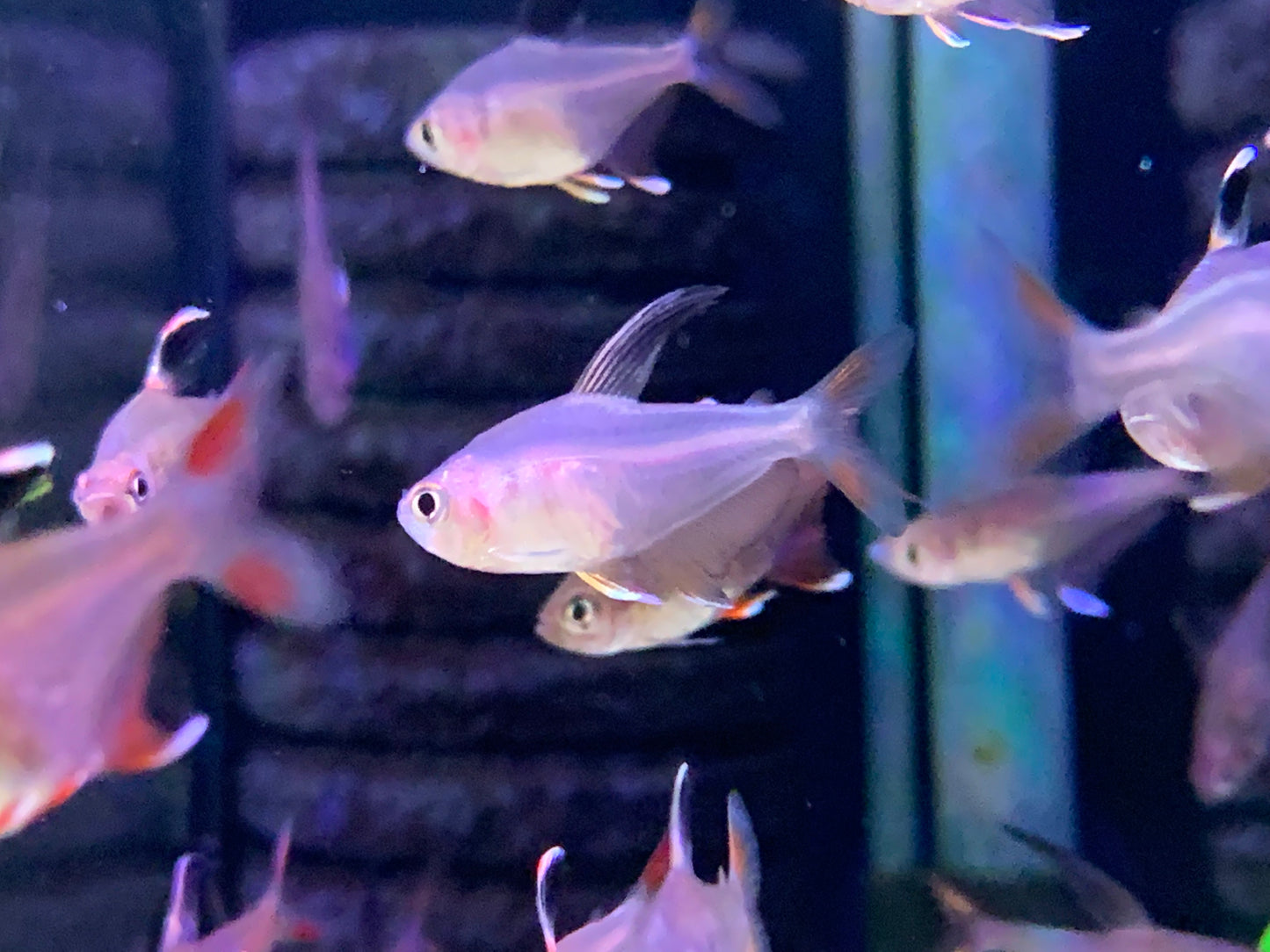 Rosy Fin Tetra