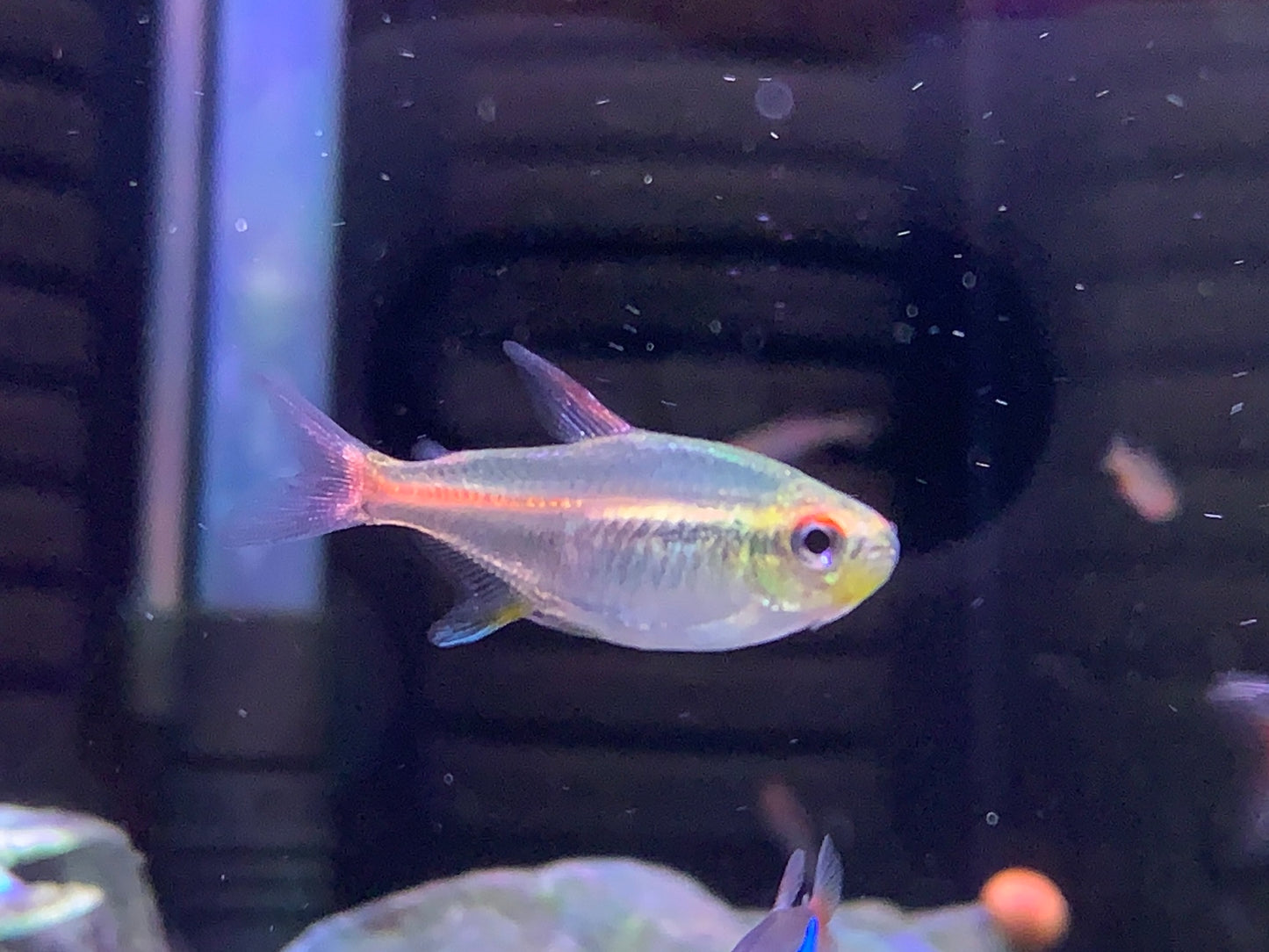 Glowlight Tetra