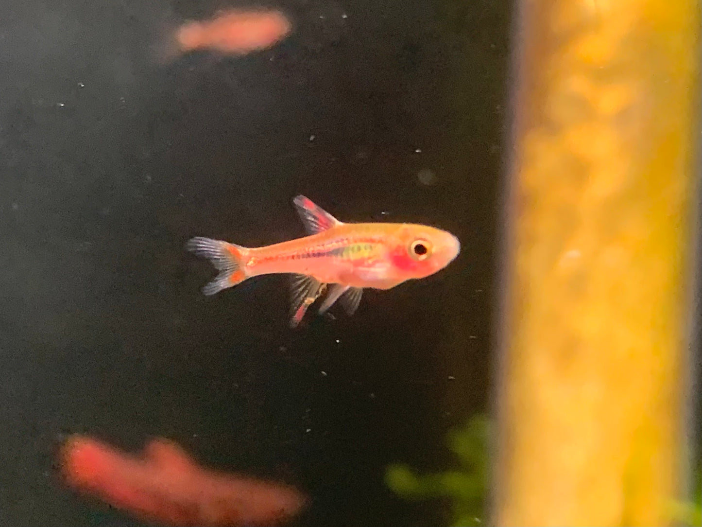 Mosquito Rasbora