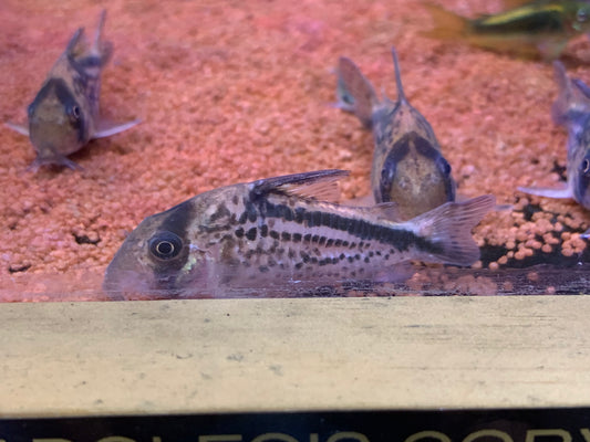 Corydoras Loxozonus