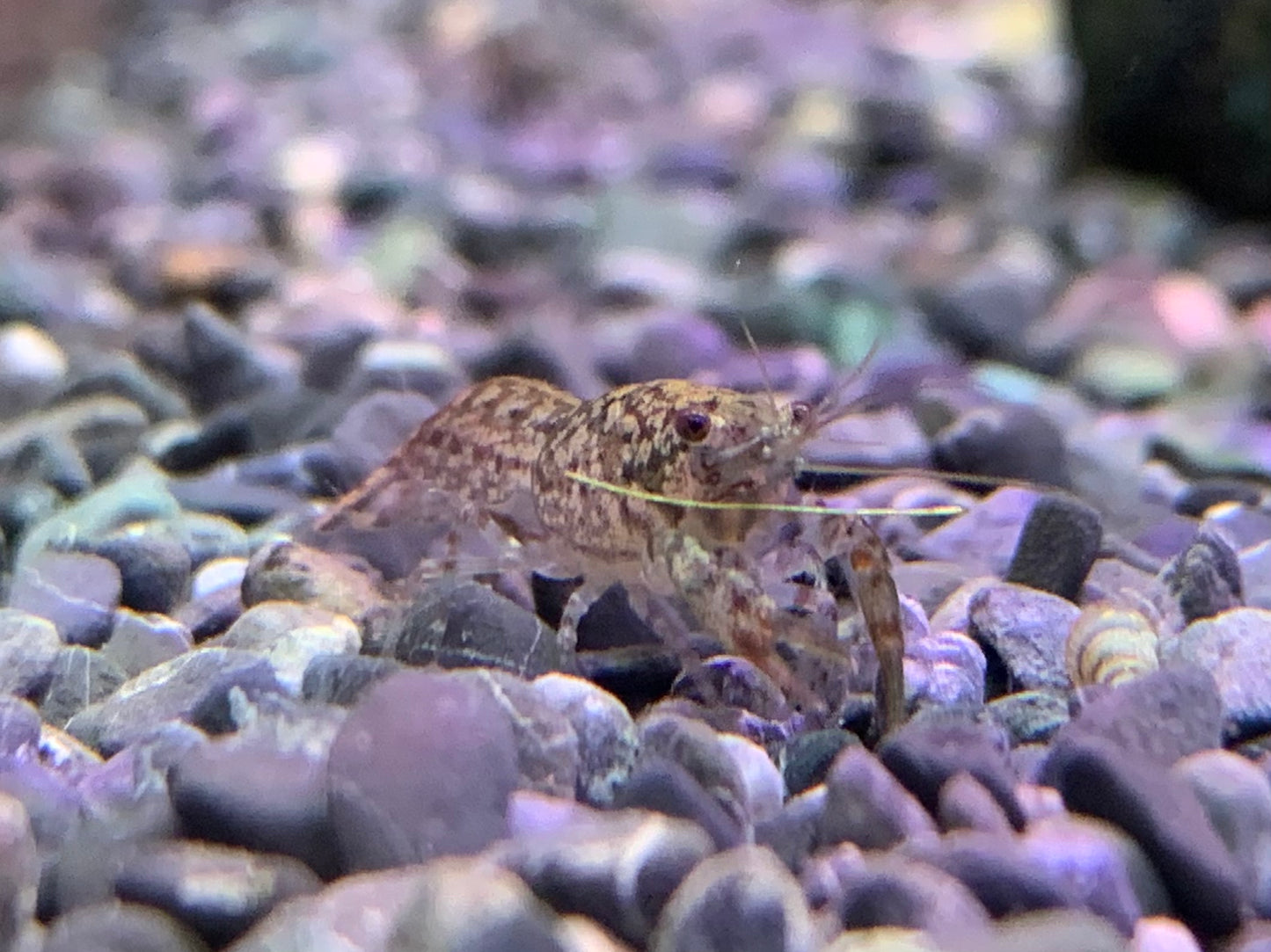 Dwarf Mexican Crayfish