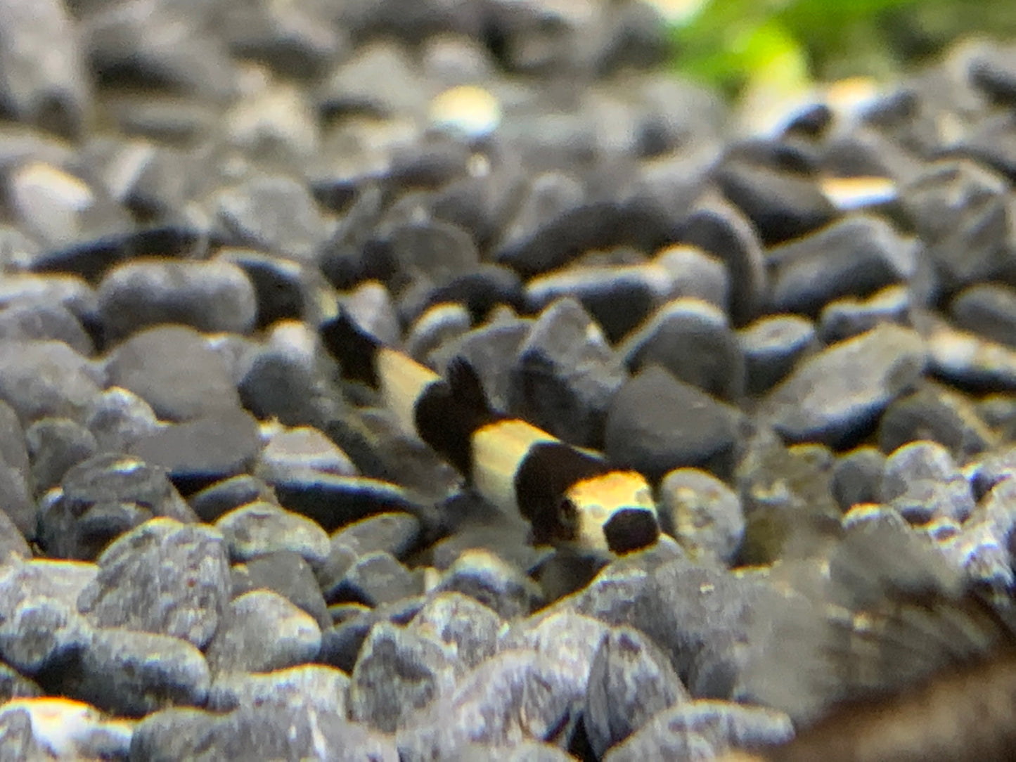 Panda Loach