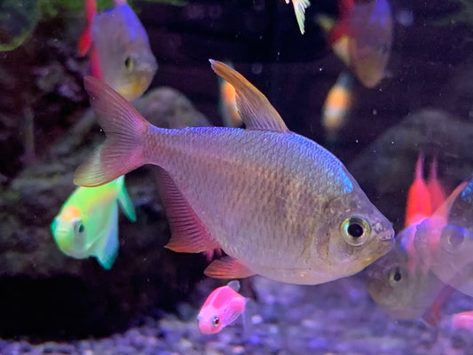 Colombian Tetra