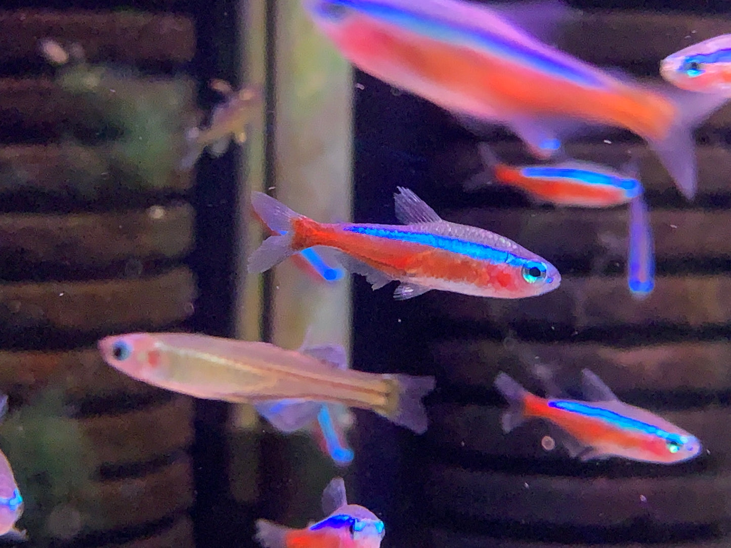 Wild Colombia Cardinal