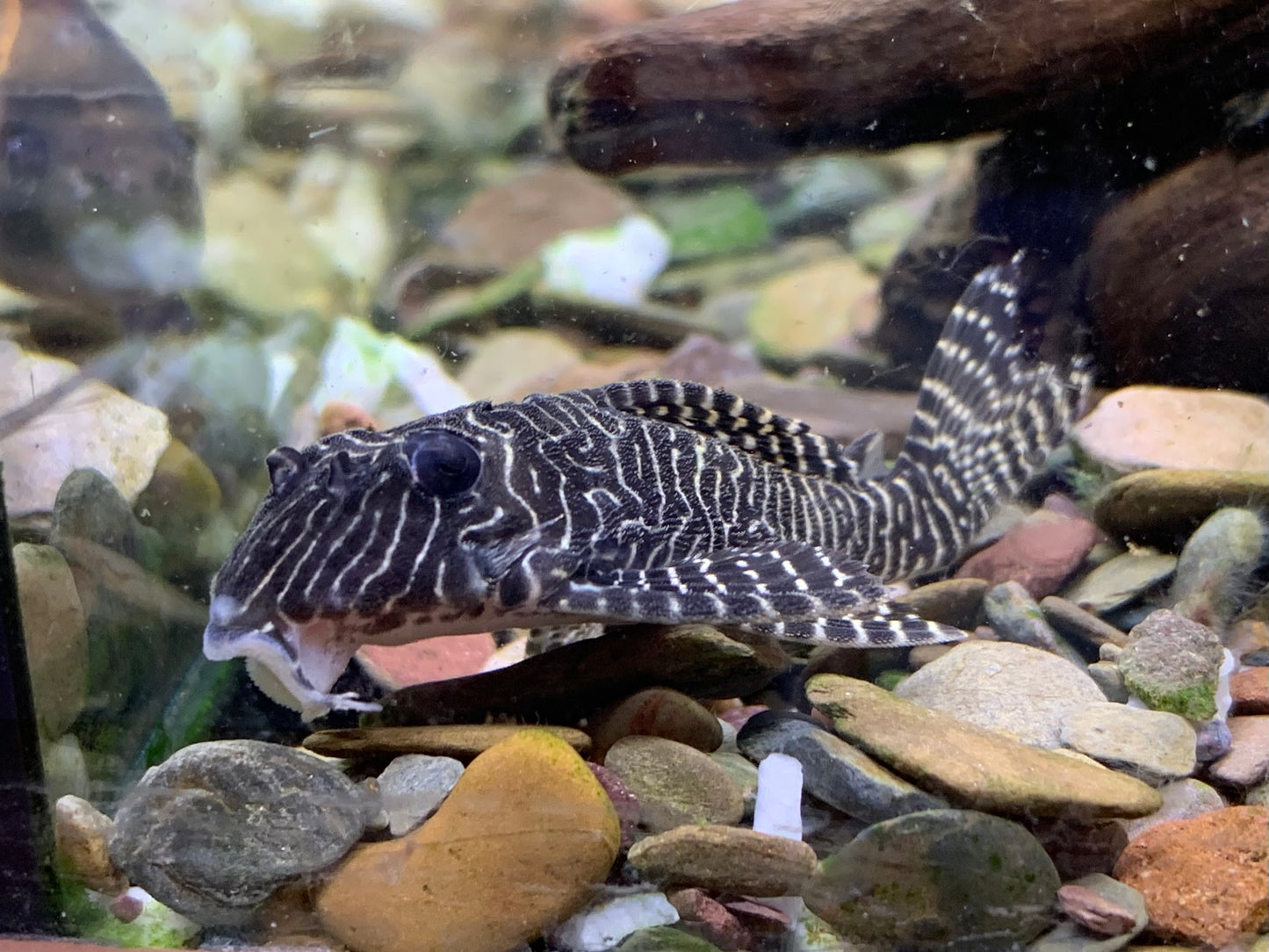 L260  Queen Arabesque Pleco