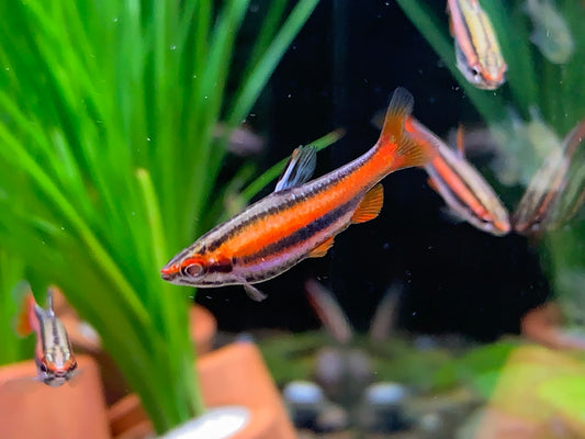 Nannostomus Mortenthaleri “Coral red Pencil”
