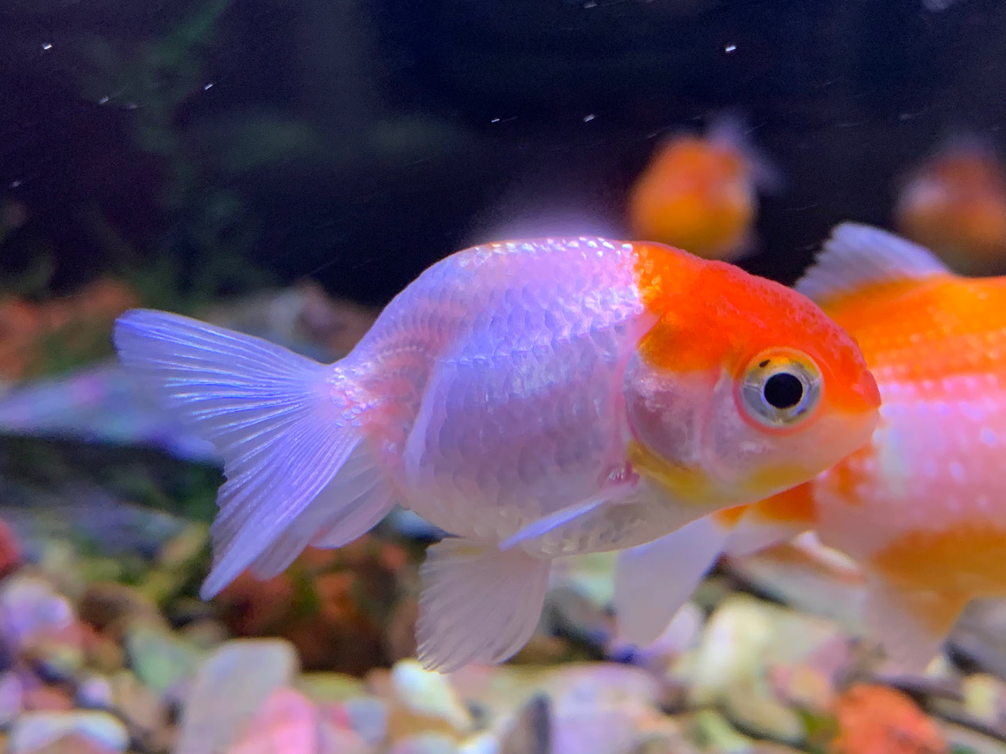 Ranchu