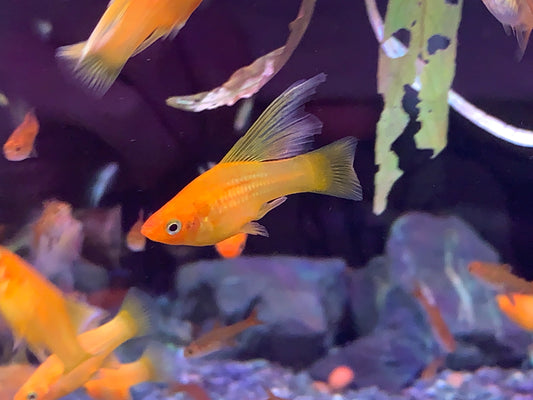 Sunset Platy