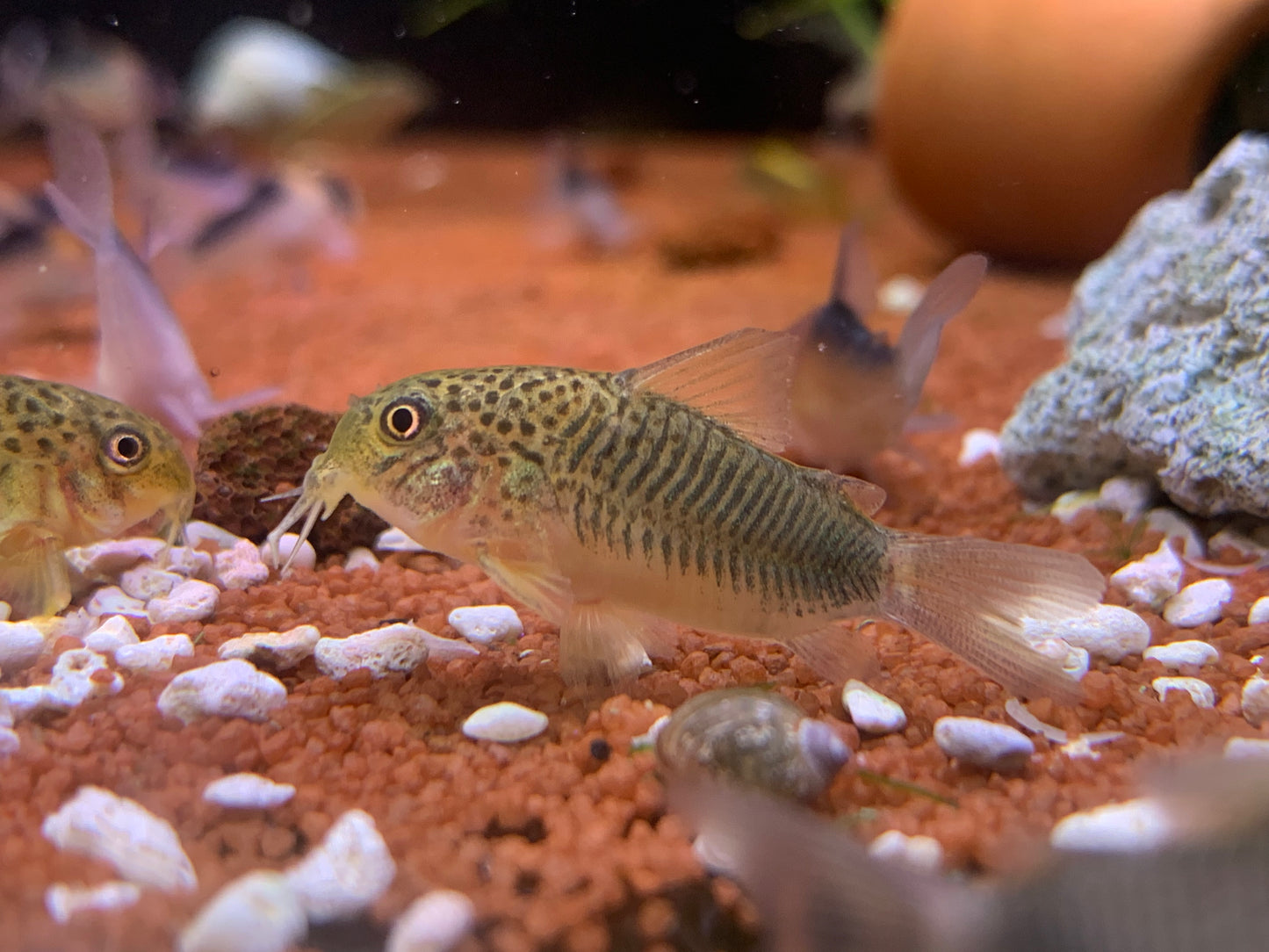 Corydoras Similis