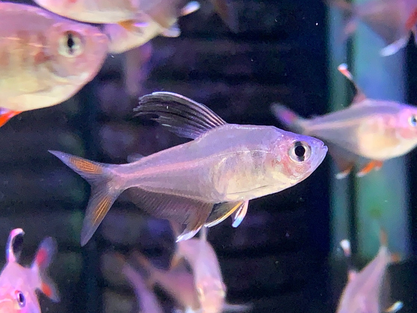 Rosy Fin Tetra
