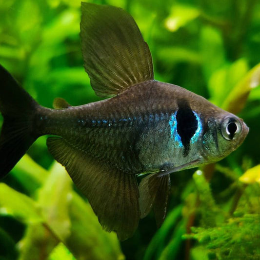 Black Phantom Tetra
