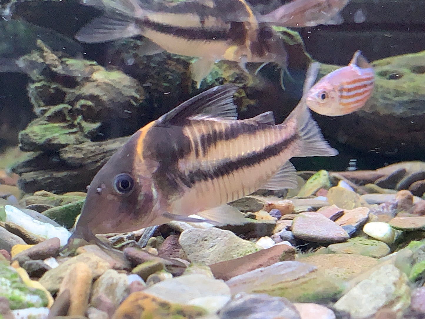 Corydoras Bifasciatus