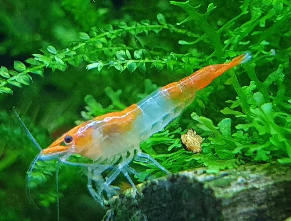 Orange Rili