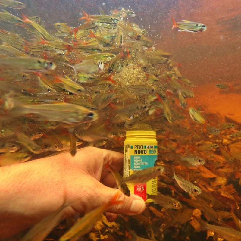 JBL ProNovo Neon Grano XXS