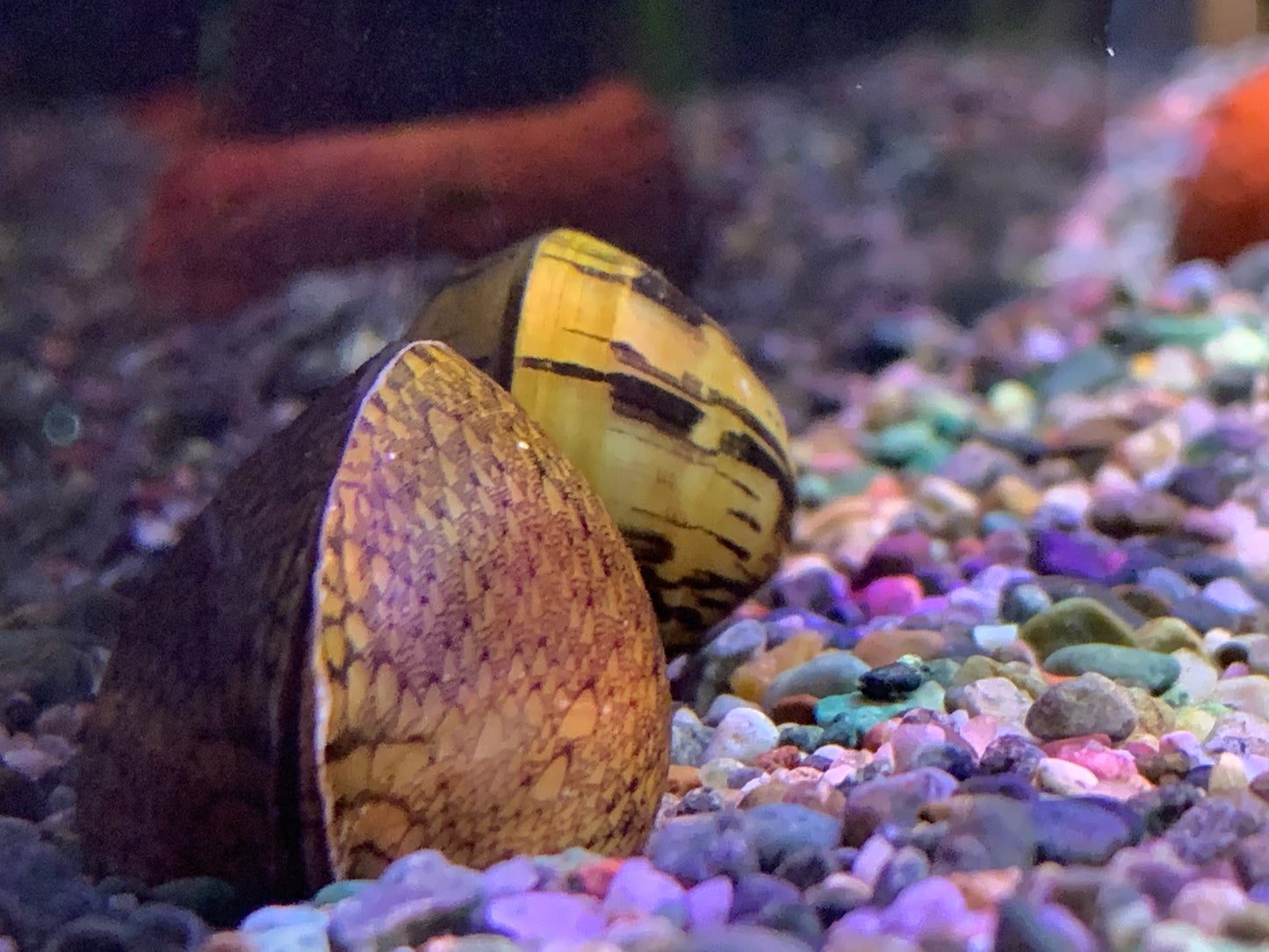 Abalone Snail